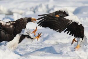 10 Largest Eagles in the World (With Jaw-Dropping Facts 