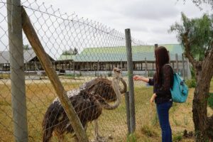 Maasai Ostrich Farm: The Ultimate Wildlife, Culture &