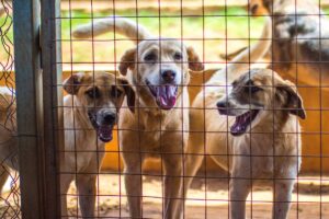 Can Animals Predict Death? The Chilling Signs Scientists