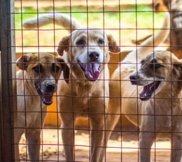 Can Animals Understand Human Language? Science Behind