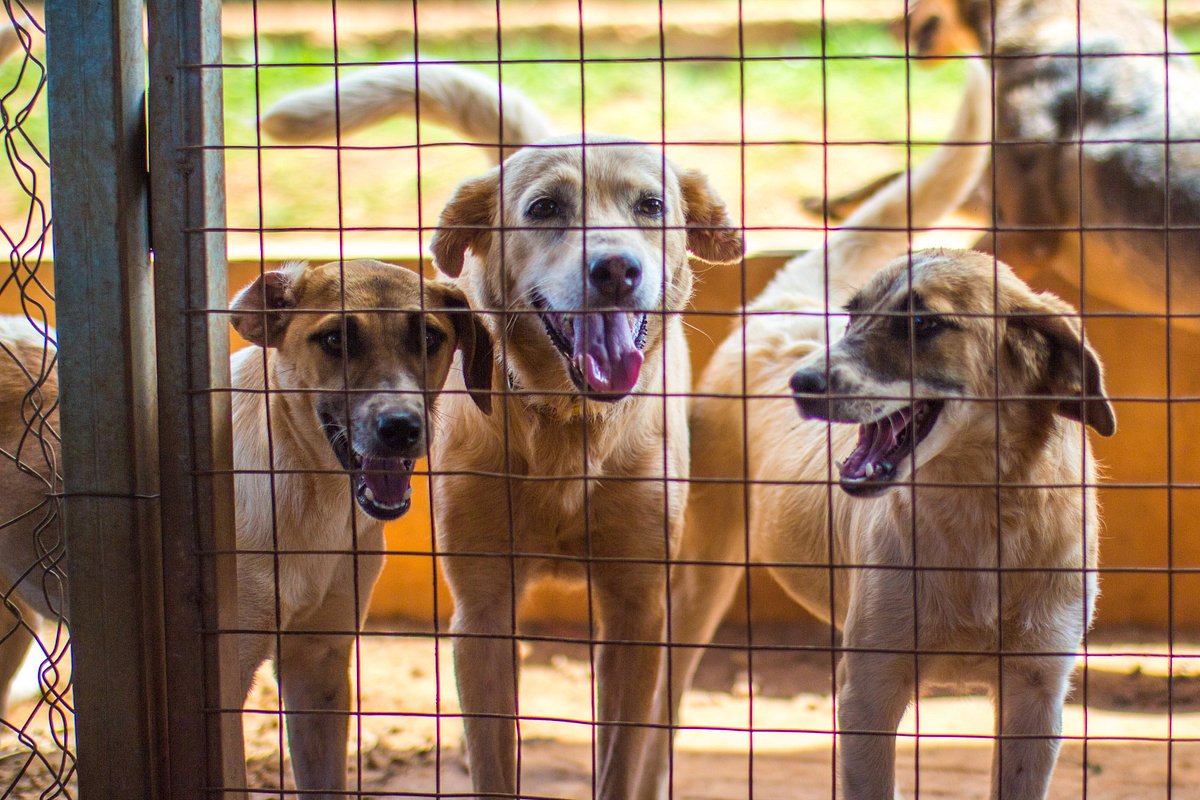 Can Animals Understand Human Language? Science Behind