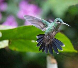 Do Hummingbirds Have Sex in Midair? The Truth Will Surprise 