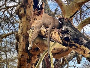 Best Things to Do at Lake Nakuru National Park: