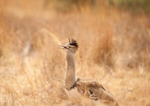15 Biggest Birds in the World You Have to See to Believe 15 Biggest Birds in the World You Have to See to Believe