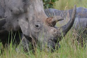 Do Rhinos Really Stomp Out Fire? The Truth Behind