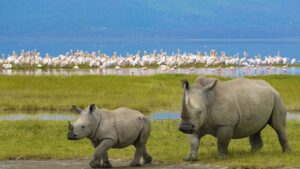 Best Things to Do at Lake Nakuru National Park: