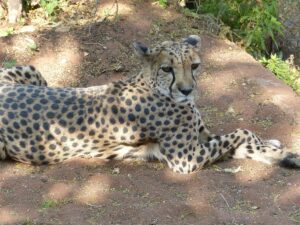 5 Mind-Blowing Facts About the Fastest Cat in the World