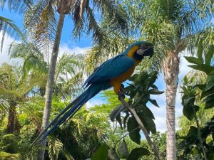 Can Animals Understand Human Language? Science Behind
