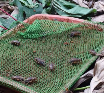 What Do Crickets Eat? A Complete Guide to Their Diet