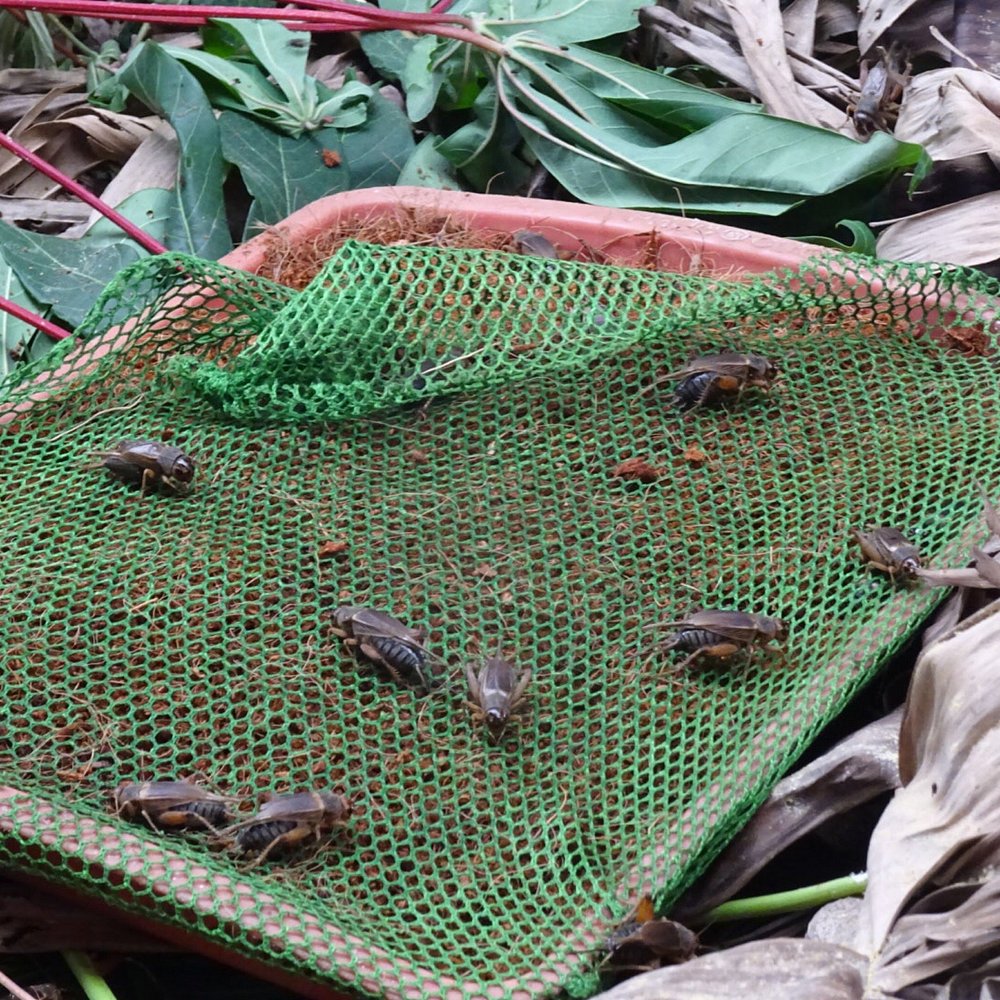 What Do Crickets Eat? A Complete Guide to Their Diet What Do Crickets Eat? A Complete Guide to Their Diet