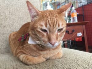 Can Animals Understand Human Language? Science Behind