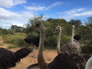 Do Ostriches Bury Their Heads in the Sand? Myth vs Fact