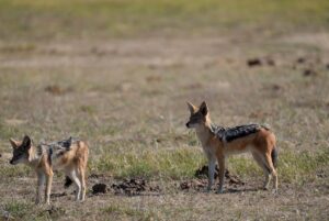 Best Zimbabwe Beach Safari Destinations to Visit in 2026