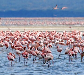 Why Millions of Flamingos Turn Lake Nakuru Pink Every Year: