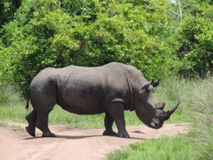 Do Rhinos Really Stomp Out Fire? The Truth Behind