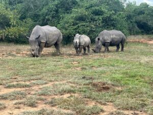 Big Five Safari Special Offers 2026: How to Experience