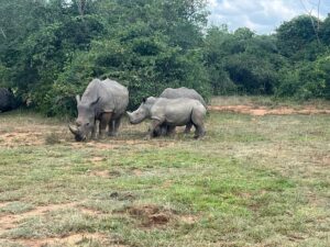 Do Rhinos Really Stomp Out Fire? The Truth Behind