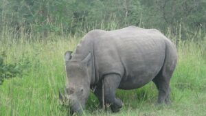 Big Five Safari Holiday Packages: The Best 2026 Guide