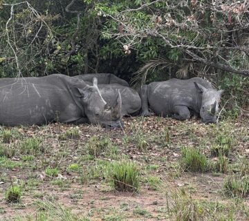 Do Rhinos Really Stomp Out Fire? The Truth Behind