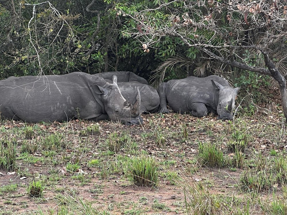 Do Rhinos Really Stomp Out Fire? The Truth Behind