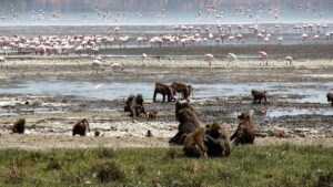 Best Things to Do at Lake Nakuru National Park: