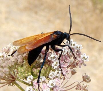 Top 5 Most Dangerous Wasps in the World Ranked by Sting Pain