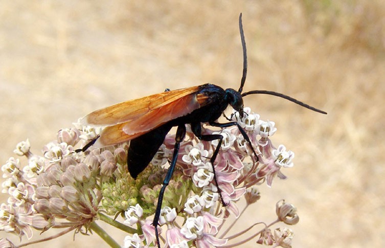 Top 5 Most Dangerous Wasps in the World Ranked by Sting Pain