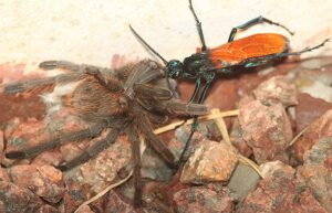 Top 5 Most Dangerous Wasps in the World Ranked by Sting Pain