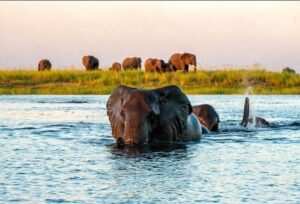 10 Safest Countries in Africa for an Unforgettable Safari