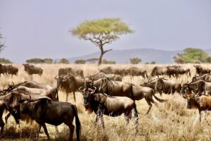 Private Masai Mara Safari Packages: The Ultimate Guide