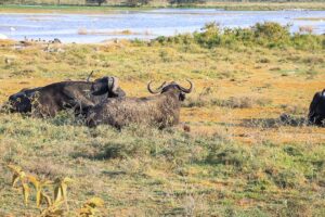 Best Things to Do at Lake Nakuru National Park: