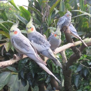100 Incredible Animal Group Names Everyone Should Know