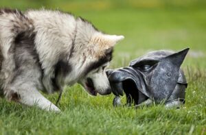 5 Mind-Blowing Facts About the Largest Wolf Ever 5 Mind-Blowing Facts About the Largest Wolf Ever