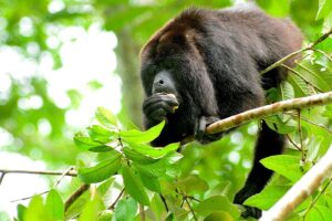 Loudest Animals in the World Ranked by Decibel Level