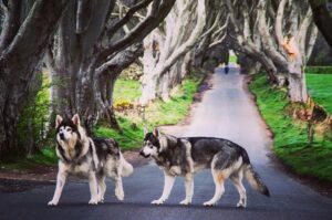 5 Mind-Blowing Facts About the Largest Wolf Ever 5 Mind-Blowing Facts About the Largest Wolf Ever