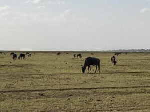 Best Time to Visit Amboseli for Stunning Kilimanjaro Views: Best Time to Visit Amboseli for Stunning Kilimanjaro Views: