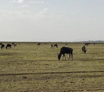 Why Amboseli Is Kenya Best Safari Park for Elephant Lovers