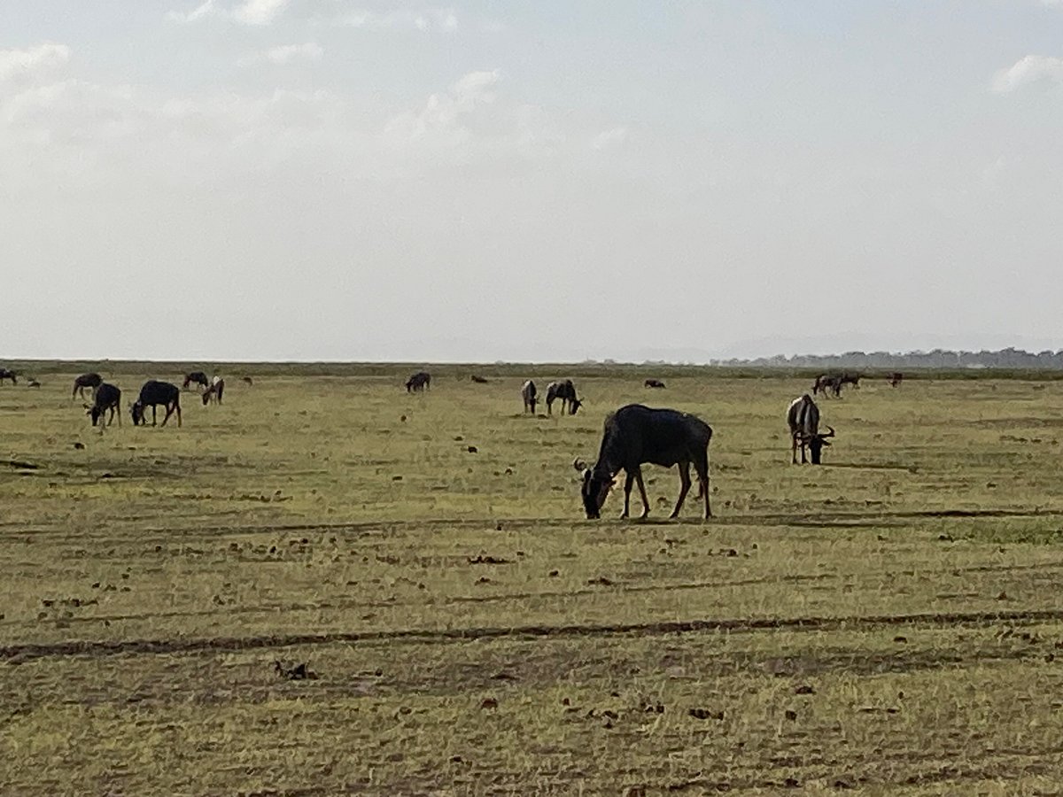Why Amboseli Is Kenya Best Safari Park for Elephant Lovers