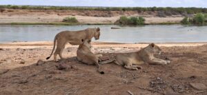 Luxury Safari from Mombasa: The Ultimate Guide Luxury Safari from Mombasa: The Ultimate Guide