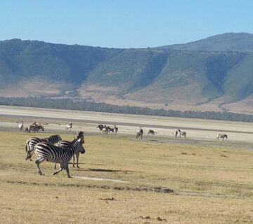 Tarangire and Ngorongoro Safari Package: The Best Tanzania