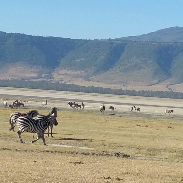 gorilla trekking Tarangire and Ngorongoro Safari Package: The Best Tanzania