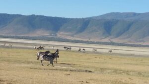 Ngorongoro Crater Honeymoon Package: The Top Most Ngorongoro Crater Honeymoon Package: The Top Most
