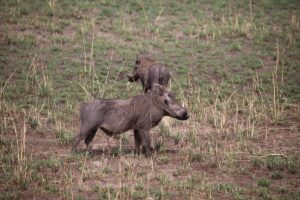 Book Murchison Falls Safari: The Ultimate Guide