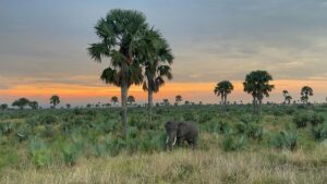 Book Murchison Falls Safari: The Ultimate Guide