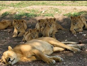 Family Serengeti Safari Packages: The Conclusive Tanzania Family Serengeti Safari Packages: The Conclusive Tanzania