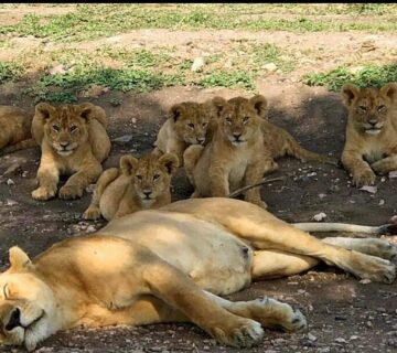 All Inclusive Serengeti Safari Packages: The Complete Guide