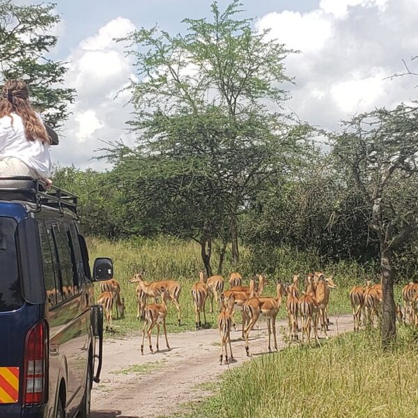 Lake Mburo Safari Packages: The Ultimate Guide to Uganda
