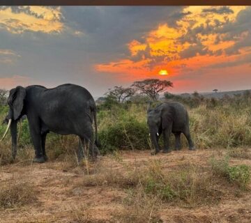 Murchison Falls Honeymoon Safari: The Ultimate Romantic