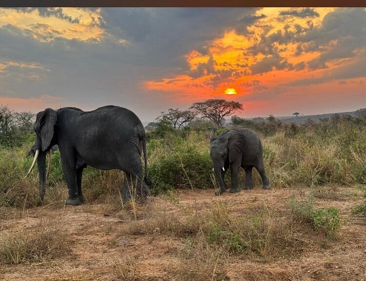 Murchison Falls Honeymoon Safari: The Ultimate Romantic Murchison Falls Honeymoon Safari: The Ultimate Romantic