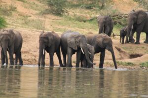 Fly-In Safari Murchison Falls: The Ultimate Luxury Uganda Fly-In Safari Murchison Falls: The Ultimate Luxury Uganda